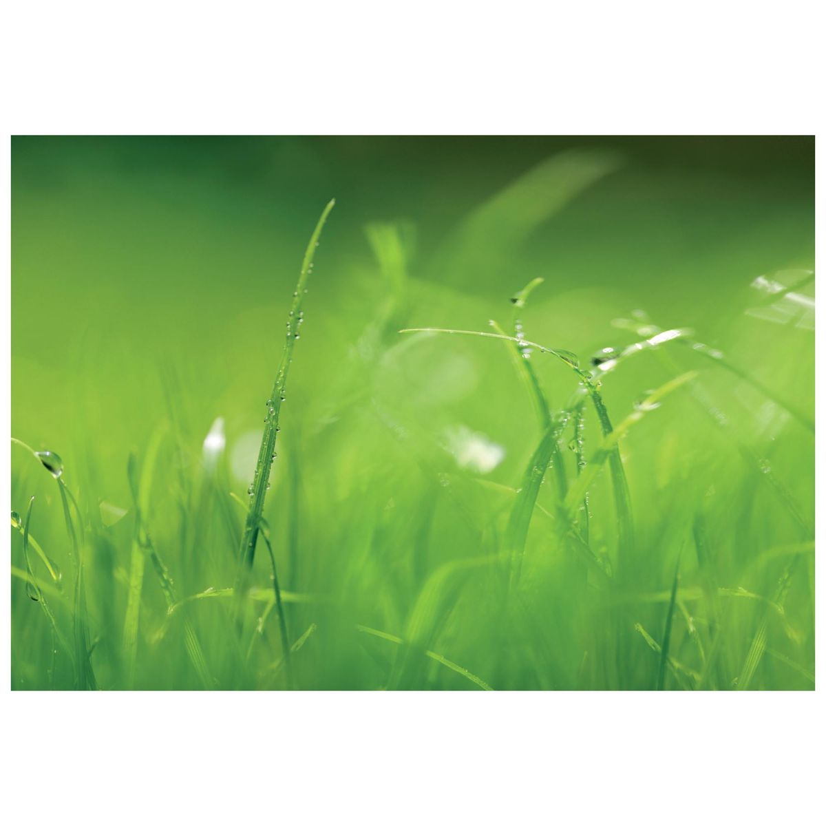 MURESCO - Papel Fotomural 8 Paneles Fondo Verde 8886 9,34 m2