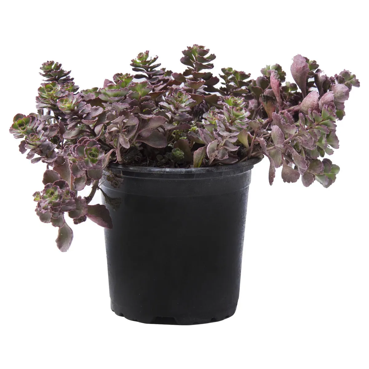 LAS BANDURRIAS - Sedum Natural 