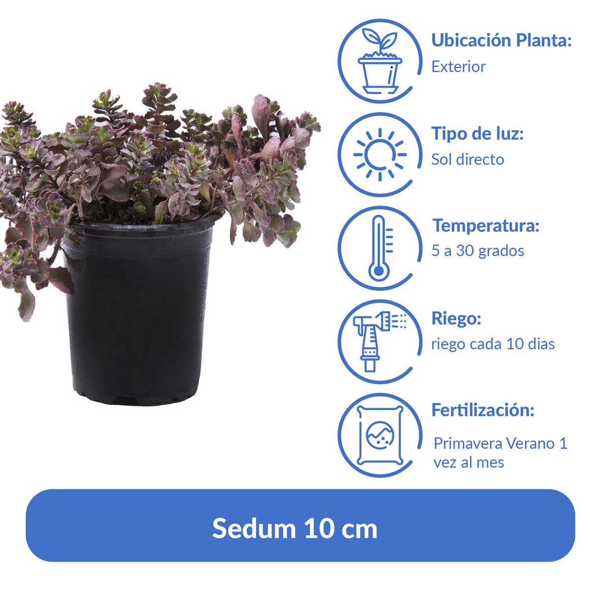 LAS BANDURRIAS - Sedum Natural 