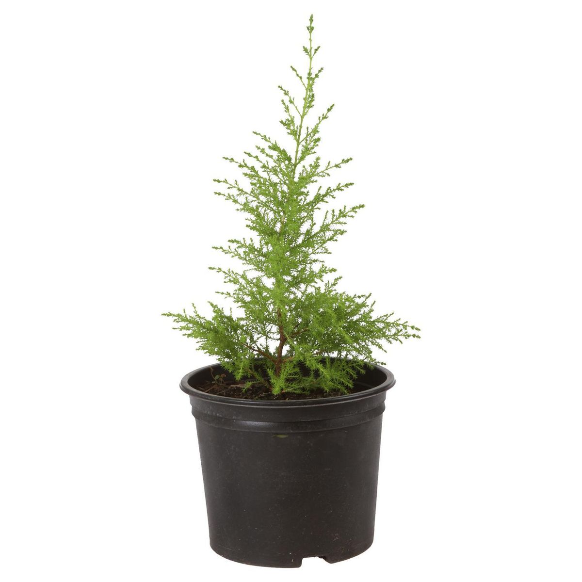 VIVEROS HIJUELAS - Pino aromatico 0,40 m