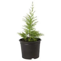 VIVEROS HIJUELAS - Pino aromatico 0,40 m