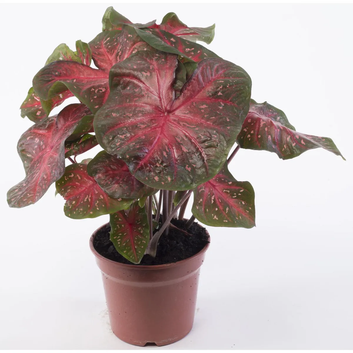 VIVEROS HIJUELAS - Caladium 10 cm Natural CT17