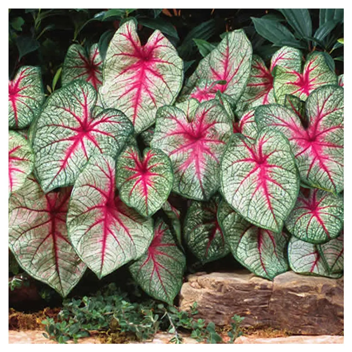 VIVEROS HIJUELAS - Caladium 10 cm Natural CT17