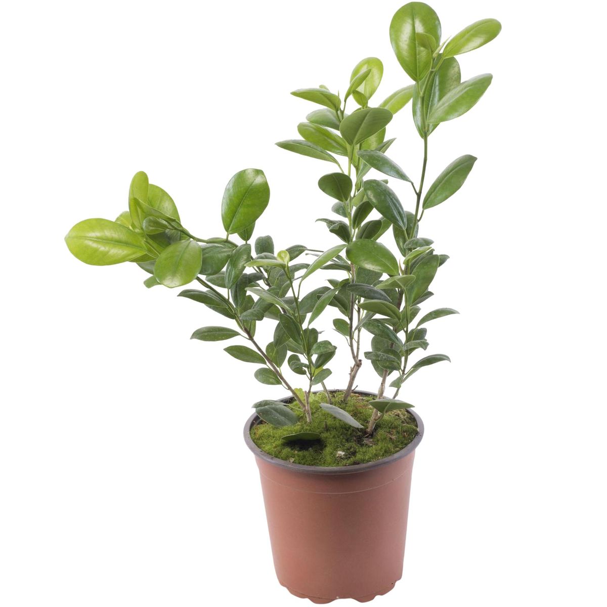 VIVEROS HIJUELAS - Ficus Moclame 60 cm Natural CT17