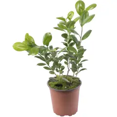 VIVEROS HIJUELAS - Ficus Moclame 60 cm Natural CT17