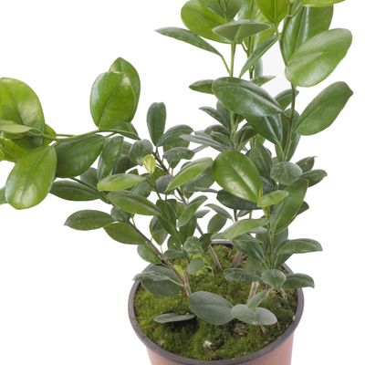 Imagen 2 del producto Ficus Moclame 60 cm Natural CT17