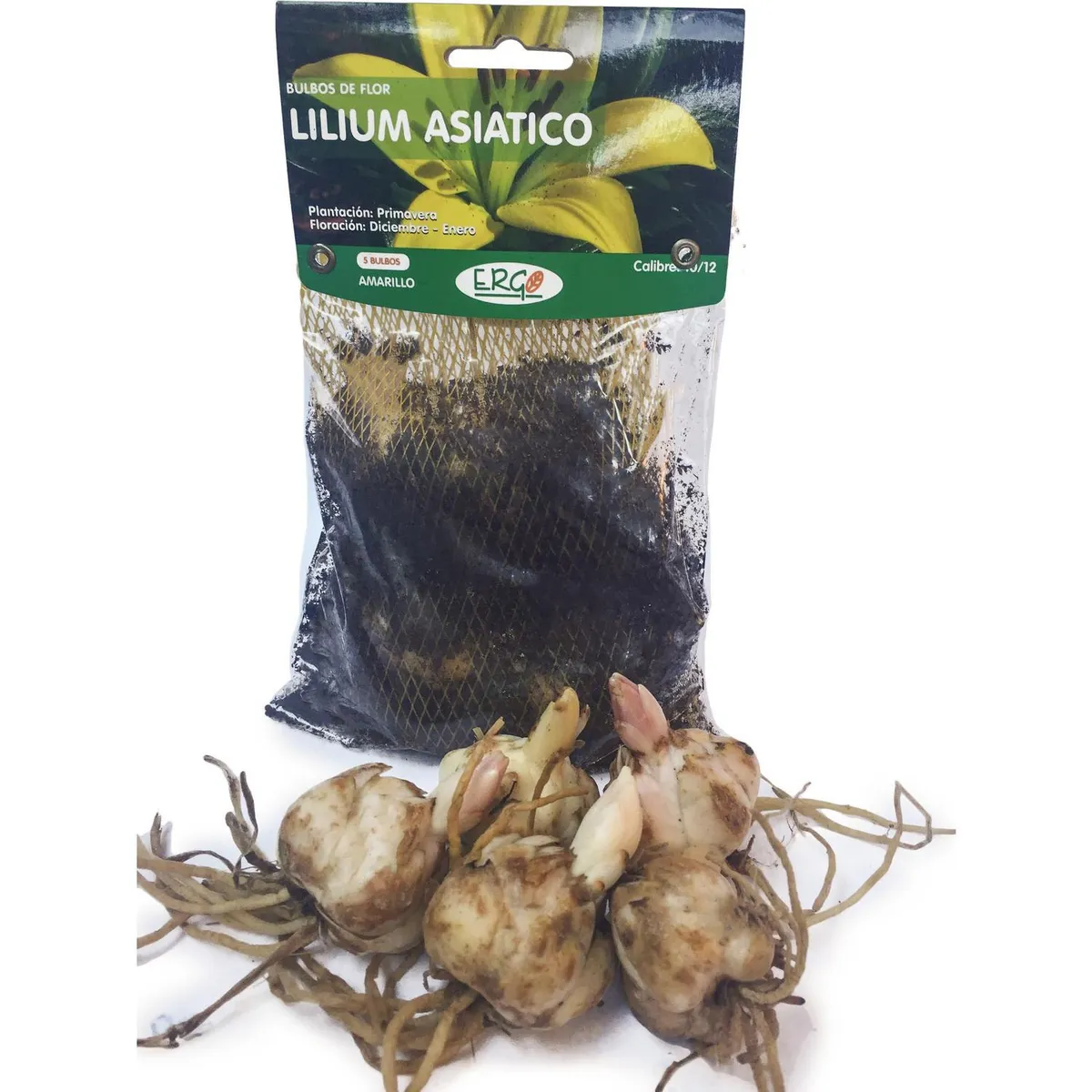 ERGO - Bulbo lilium asiático surtido 5 unidades