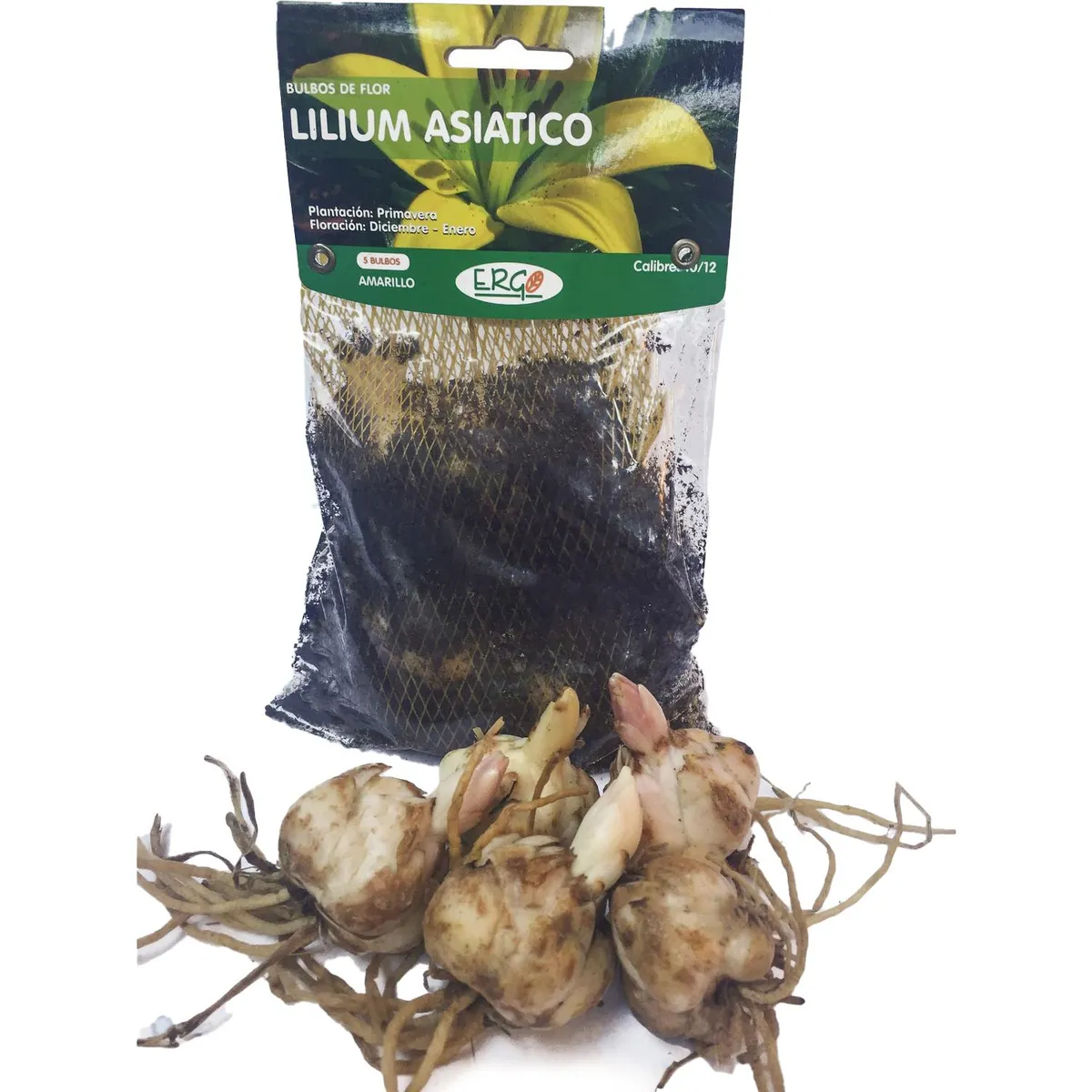 ERGO - Bulbo lilium asiático surtido 5 unidades