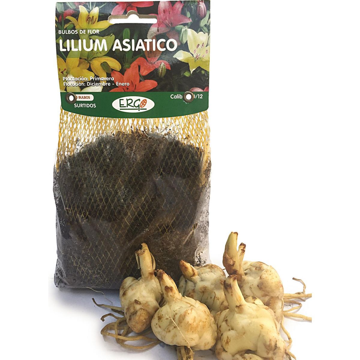 ERGO - Bulbo lilium asiático surtido 5 unidades