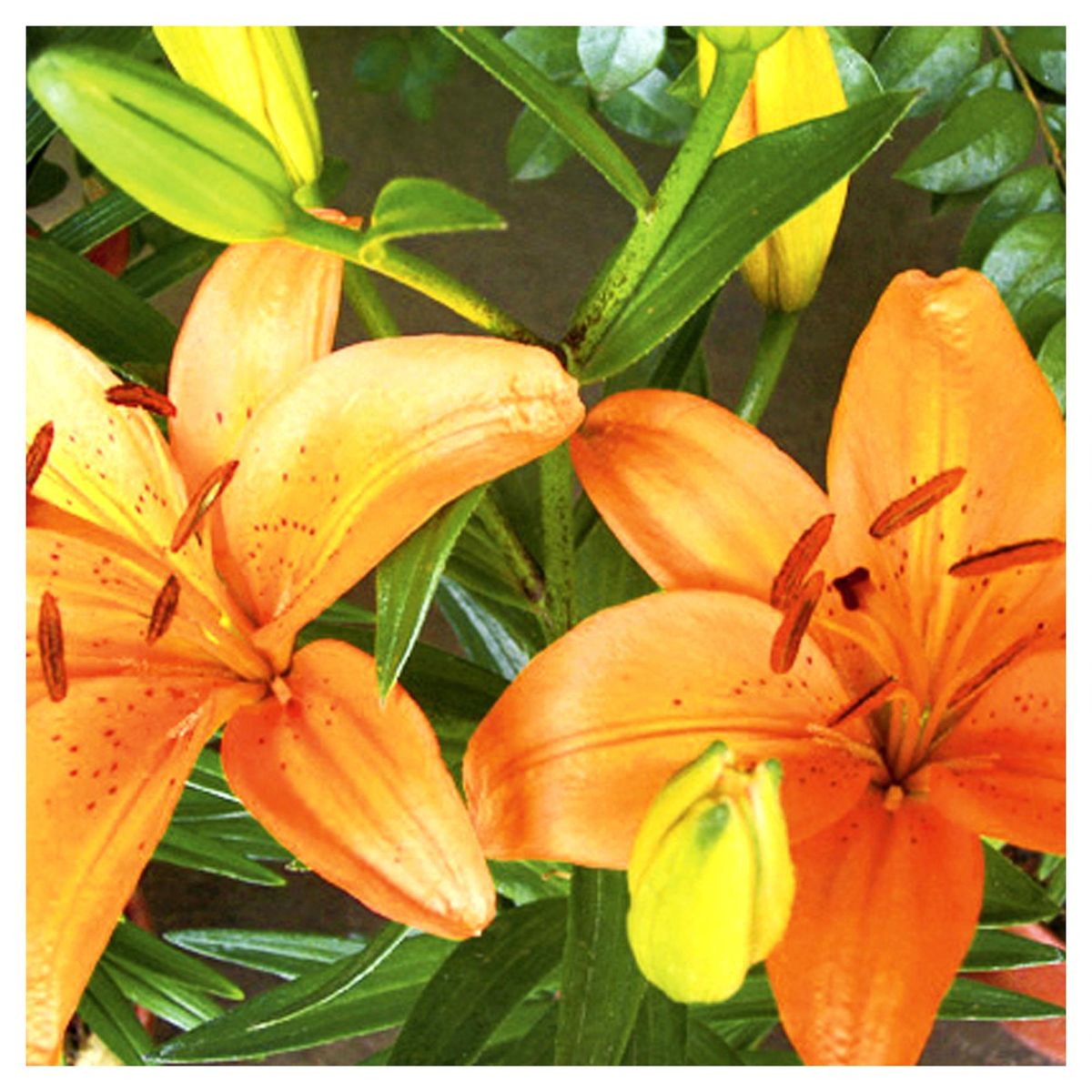 ERGO - Bulbo lilium asiático surtido 5 unidades