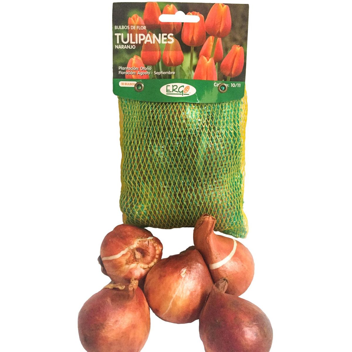 ERGO - Bulbo tulipán surtido 5 unidades