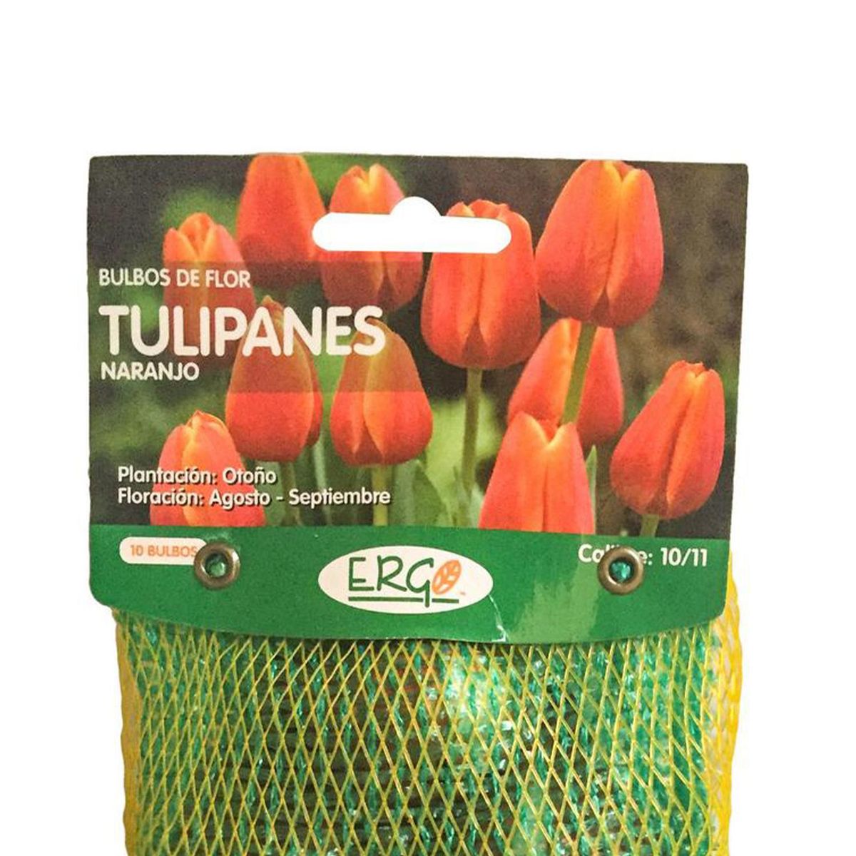 ERGO - Bulbo tulipán surtido 5 unidades