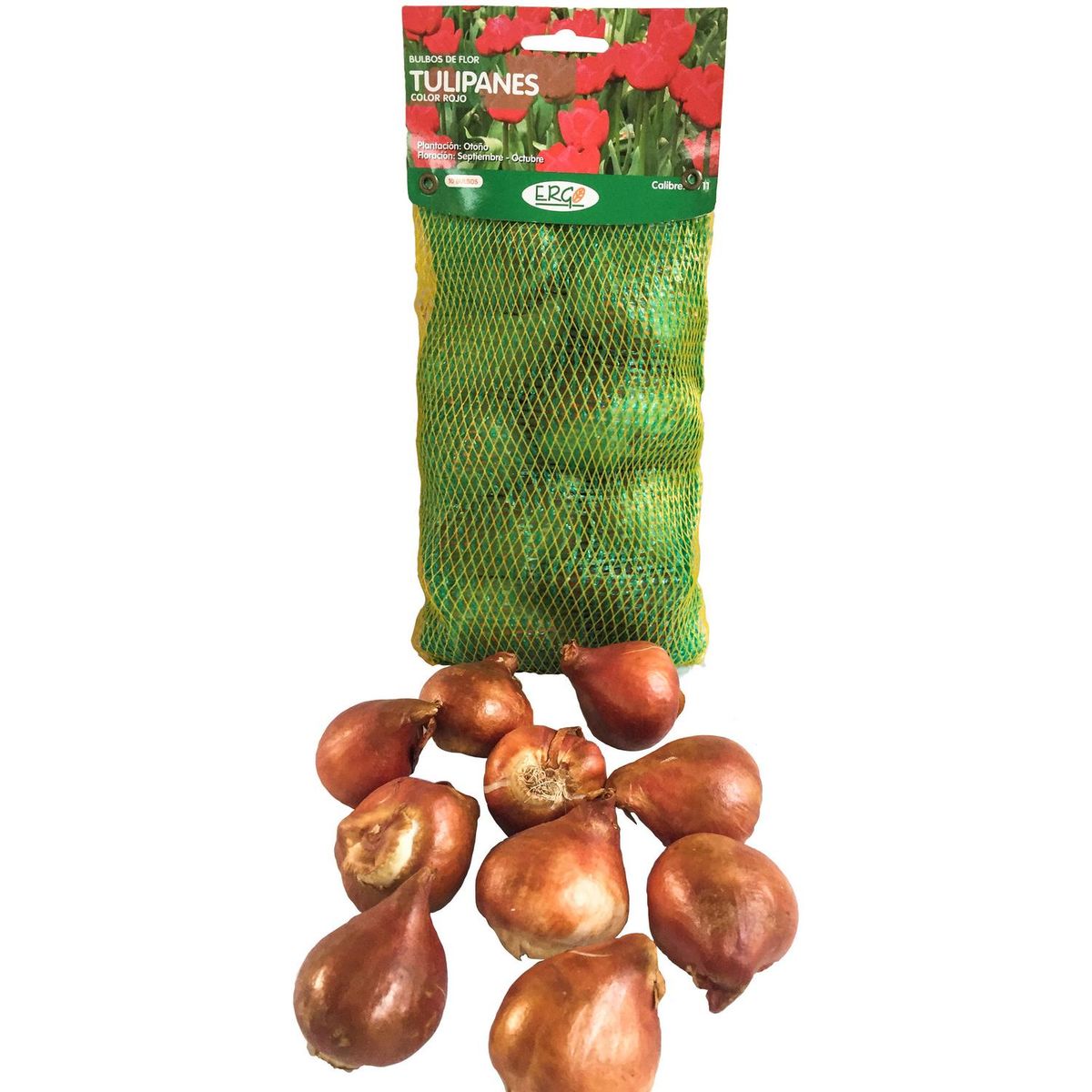 ERGO - Bulbo tulipán surtido 10 unidades