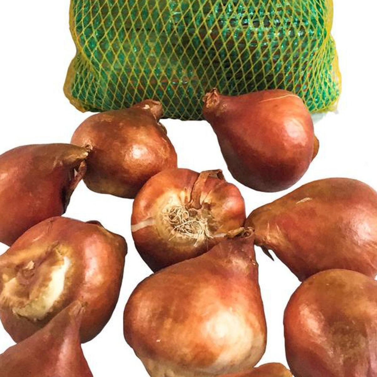 ERGO - Bulbo tulipán surtido 10 unidades