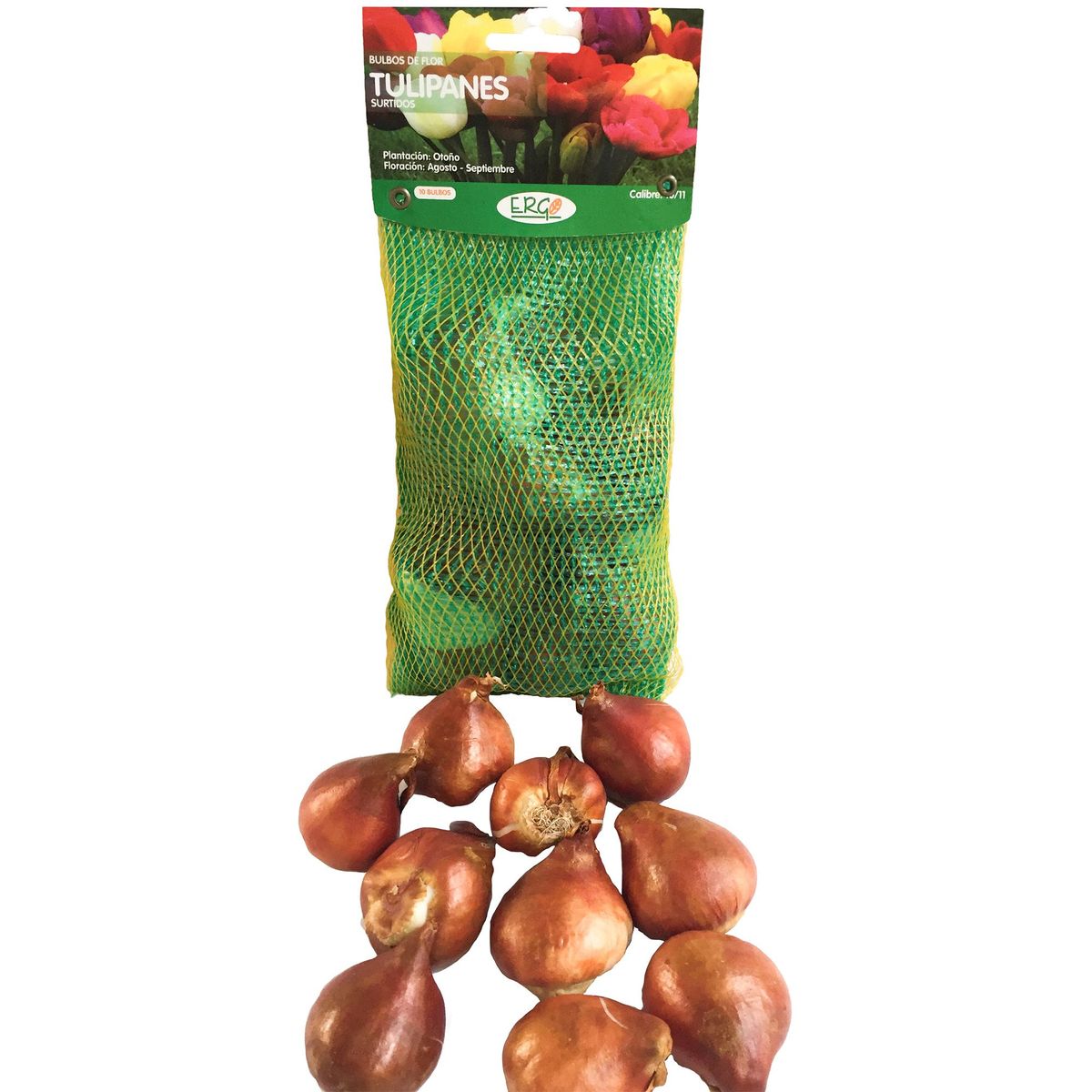 ERGO - Bulbo tulipán surtido 10 unidades