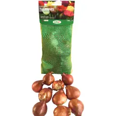 ERGO - Bulbo tulipán surtido 10 unidades