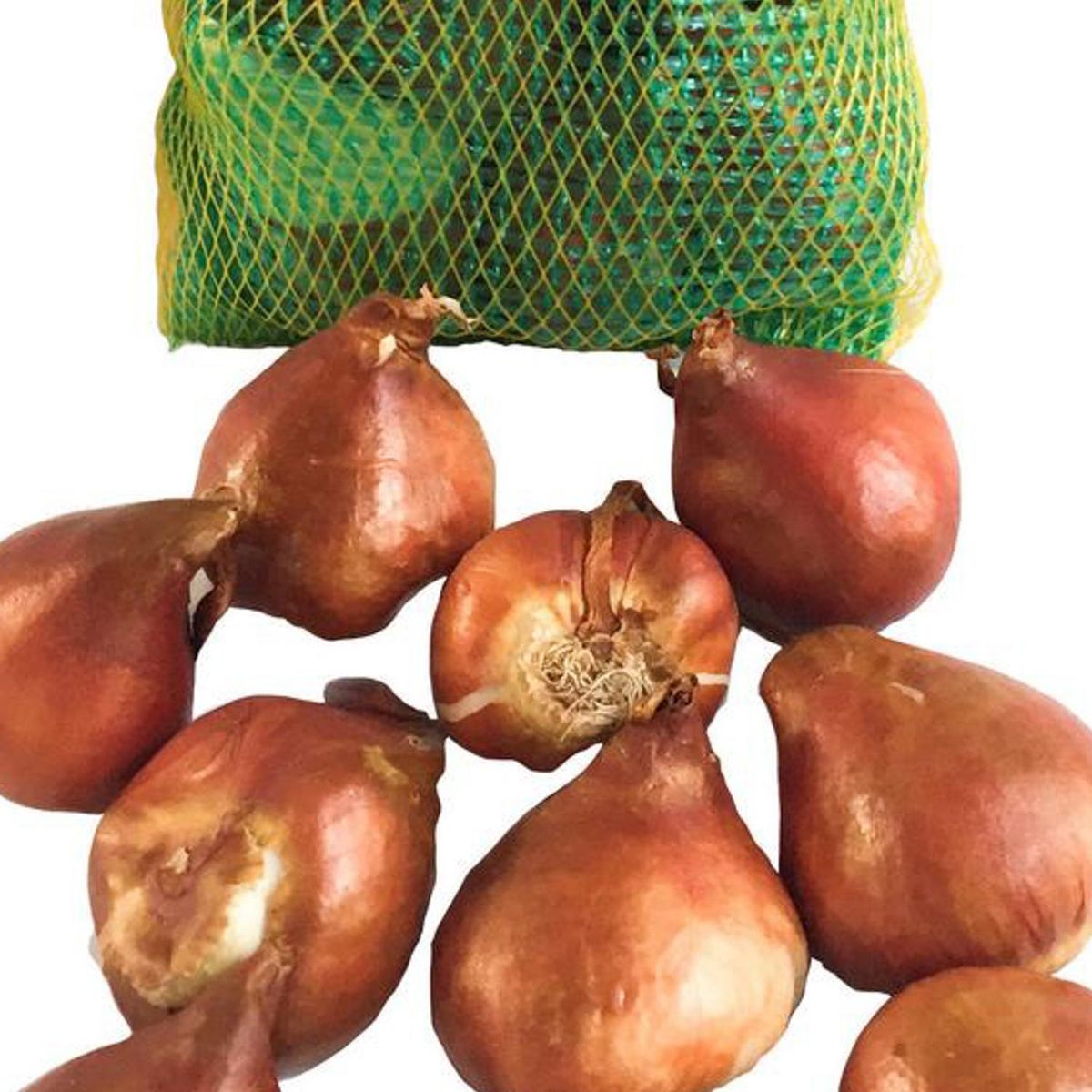 ERGO - Bulbo tulipán surtido 10 unidades