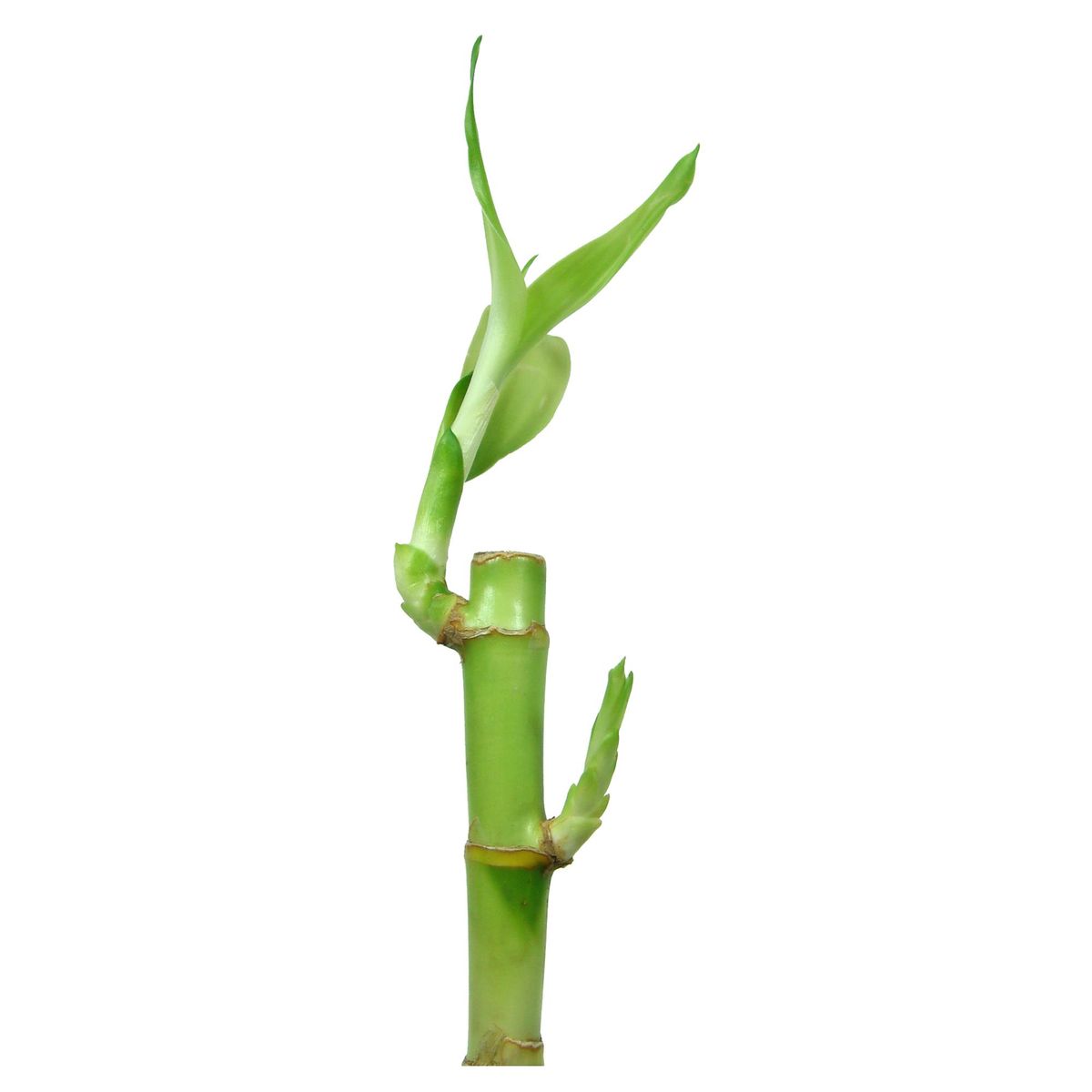 FLORACENTER - Lucky Bamboo Recto 20 cm Natural