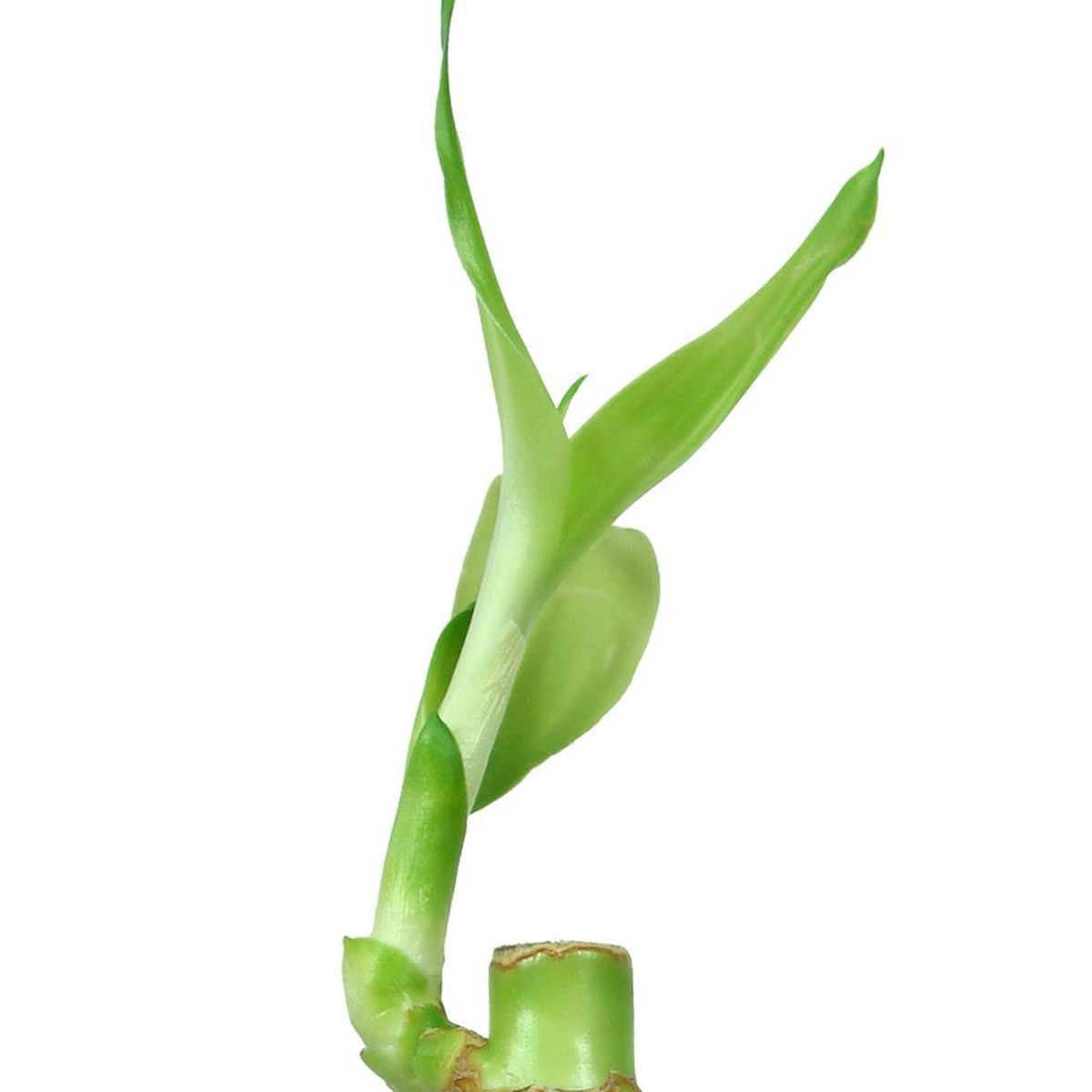 FLORACENTER - Lucky Bamboo Recto 20 cm Natural