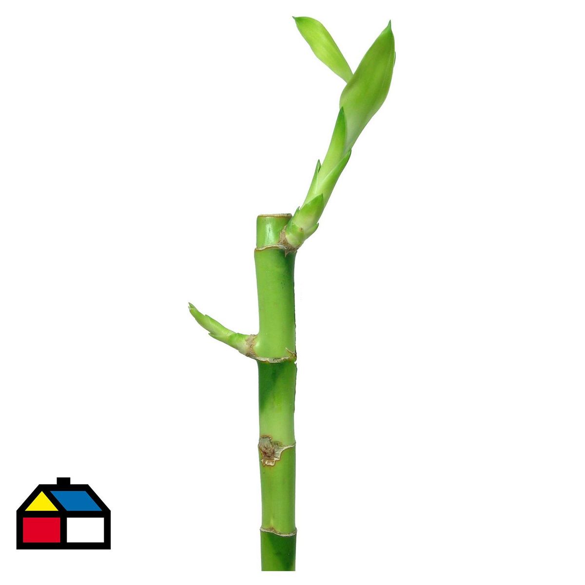 FLORACENTER - Lucky Bamboo Recto 30 cm Natural