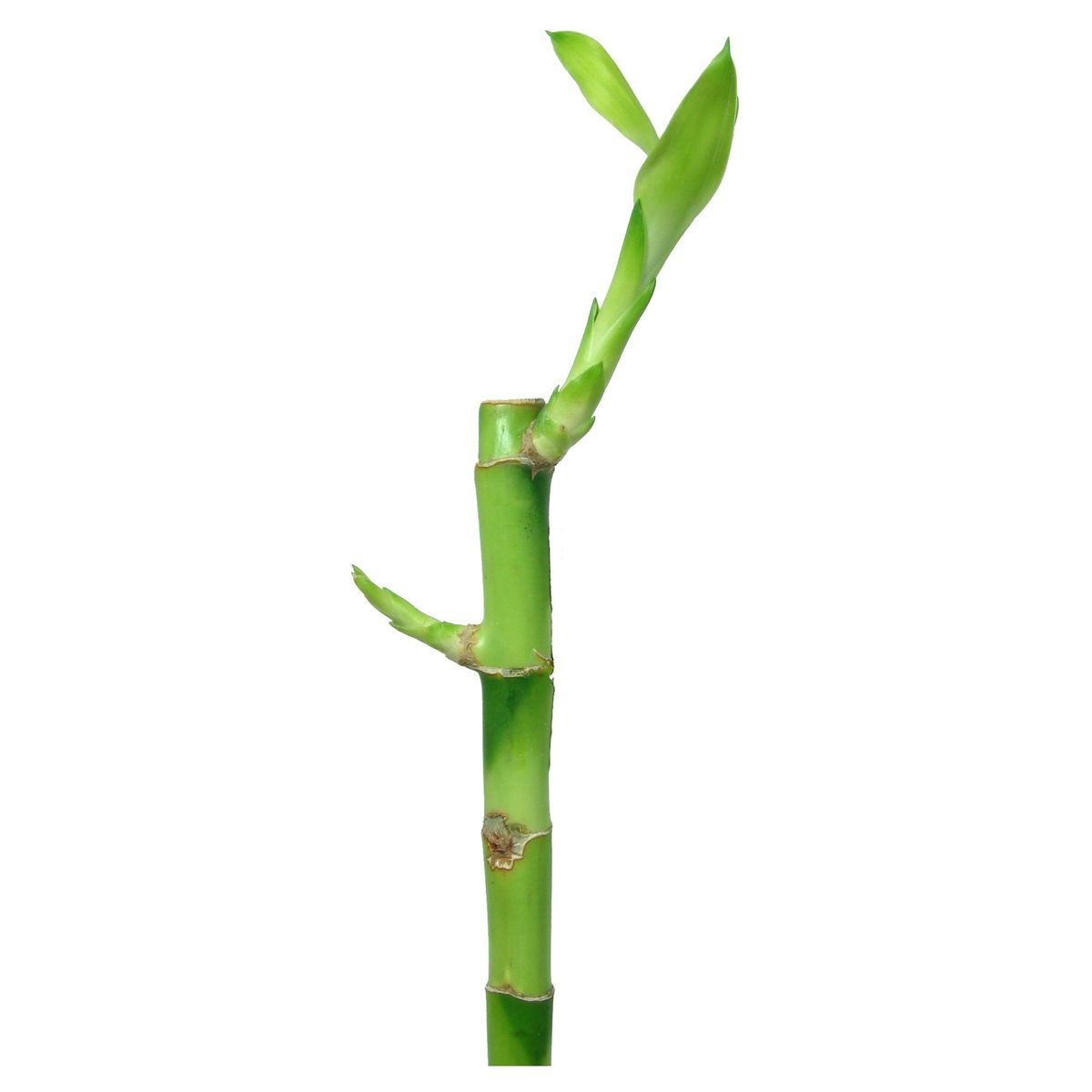 FLORACENTER - Lucky Bamboo Recto 30 cm Natural