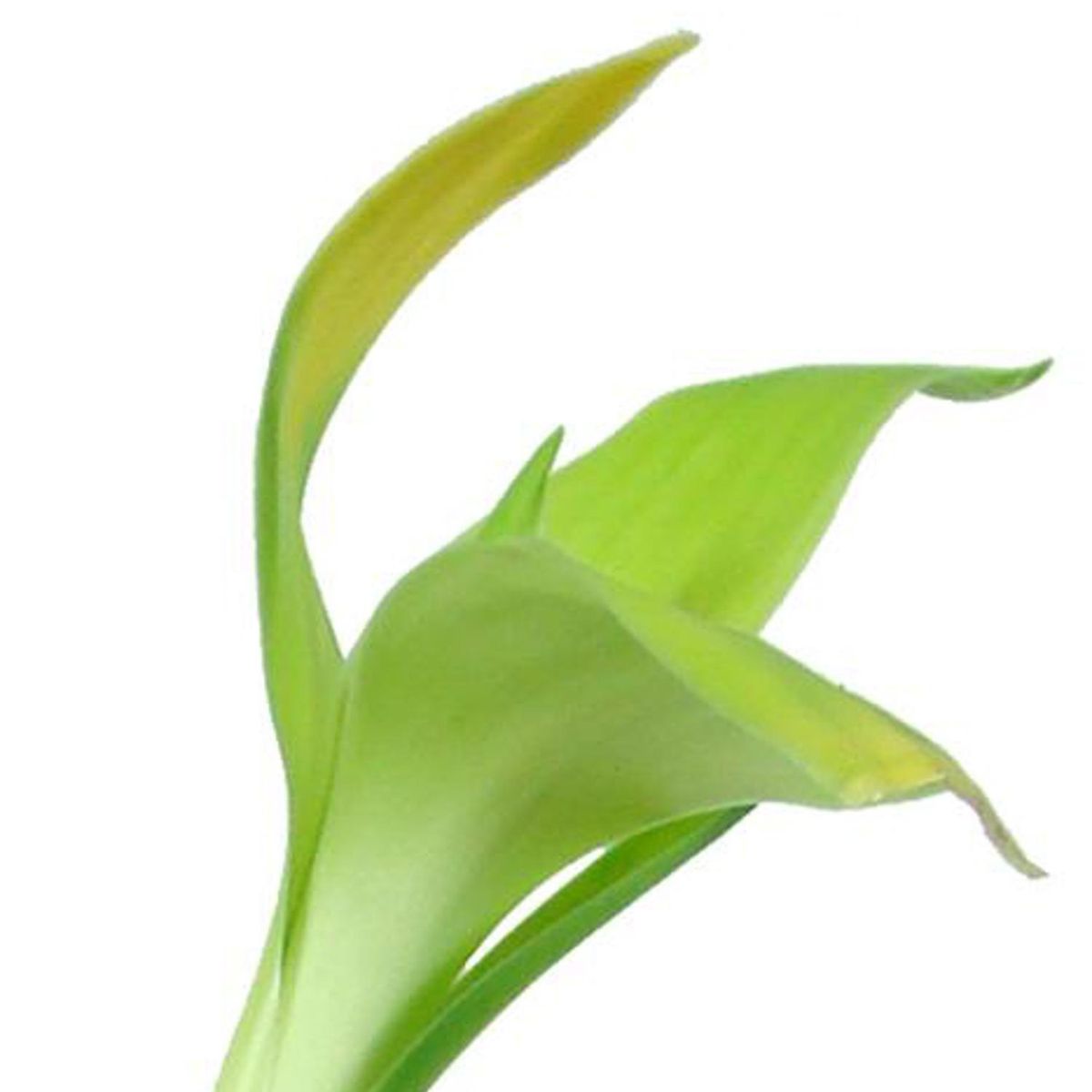 FLORACENTER - Lucky Bamboo Recto 40 cm Natural