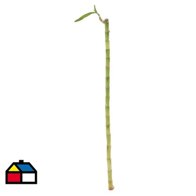 Lucky Bamboo Recto 55 cm Natural