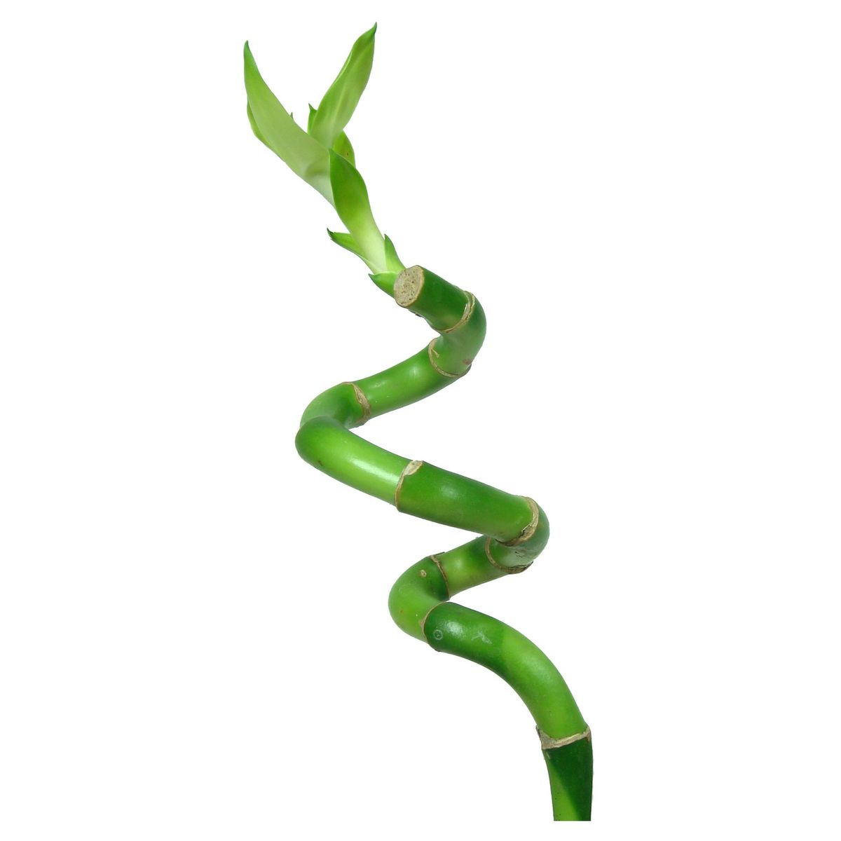FLORACENTER - Lucky Bamboo En "S" 30 cm Natural