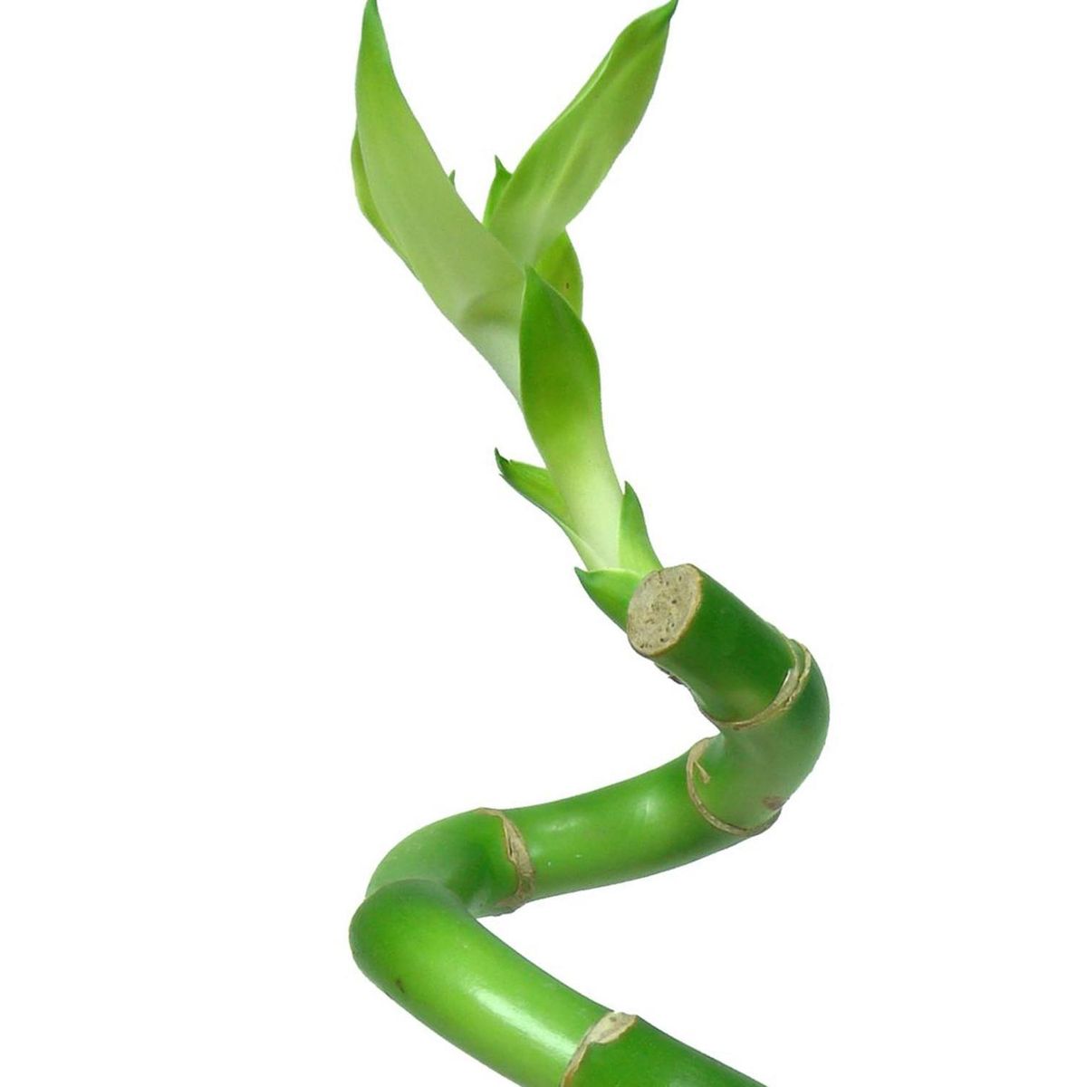 FLORACENTER - Lucky Bamboo En "S" 30 cm Natural