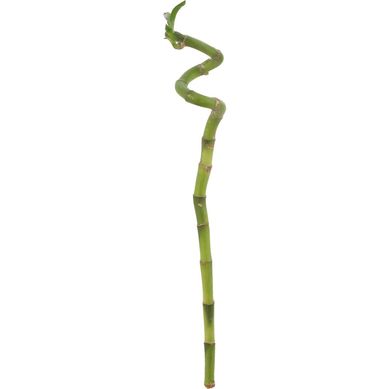 Lucky bamboo en S 0,45 m