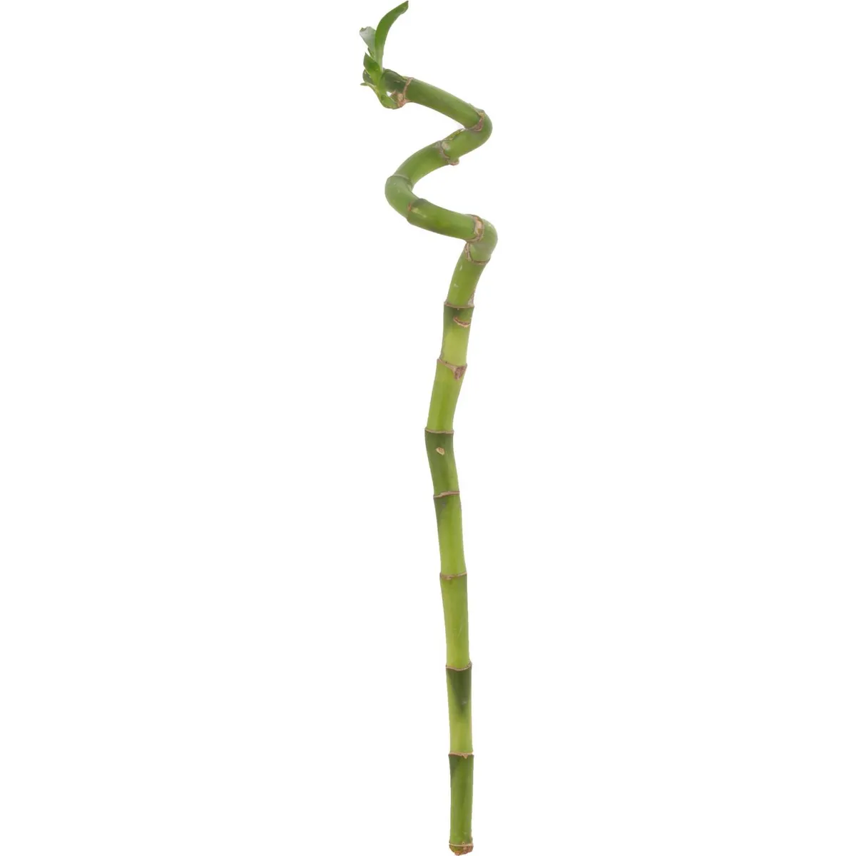 FLORACENTER - Lucky Bamboo En "S" 45 cm Natural