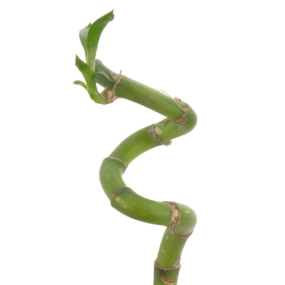 FLORACENTER - Lucky Bamboo En "S" 45 cm Natural