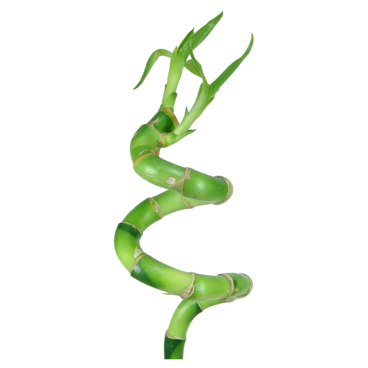 FLORACENTER - Lucky Bamboo En "S" 60 cm Natural CT