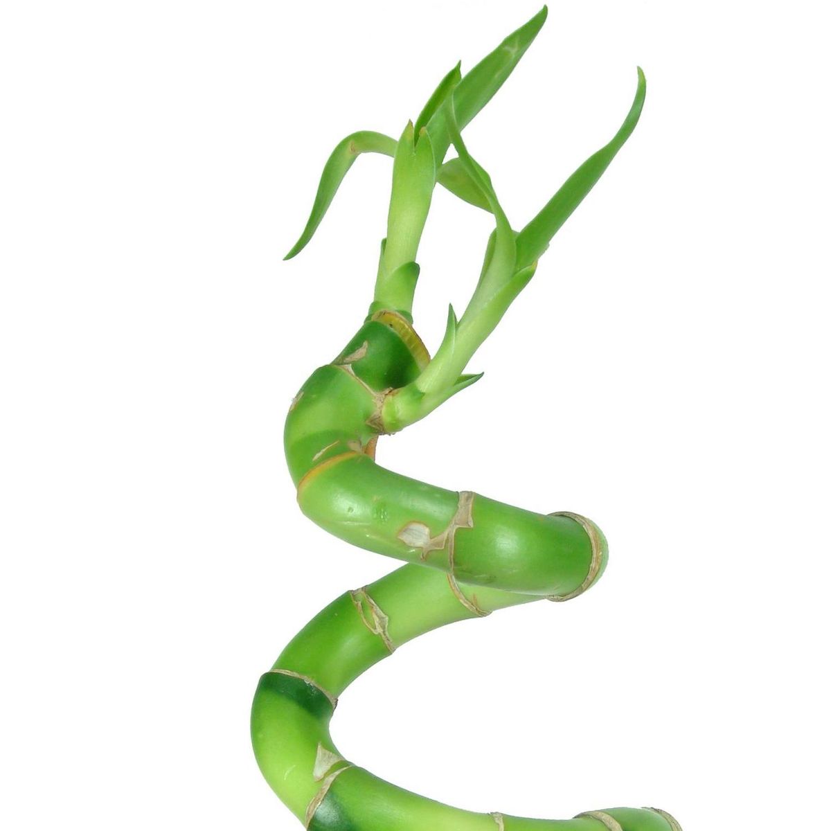FLORACENTER - Lucky Bamboo En "S" 60 cm Natural CT