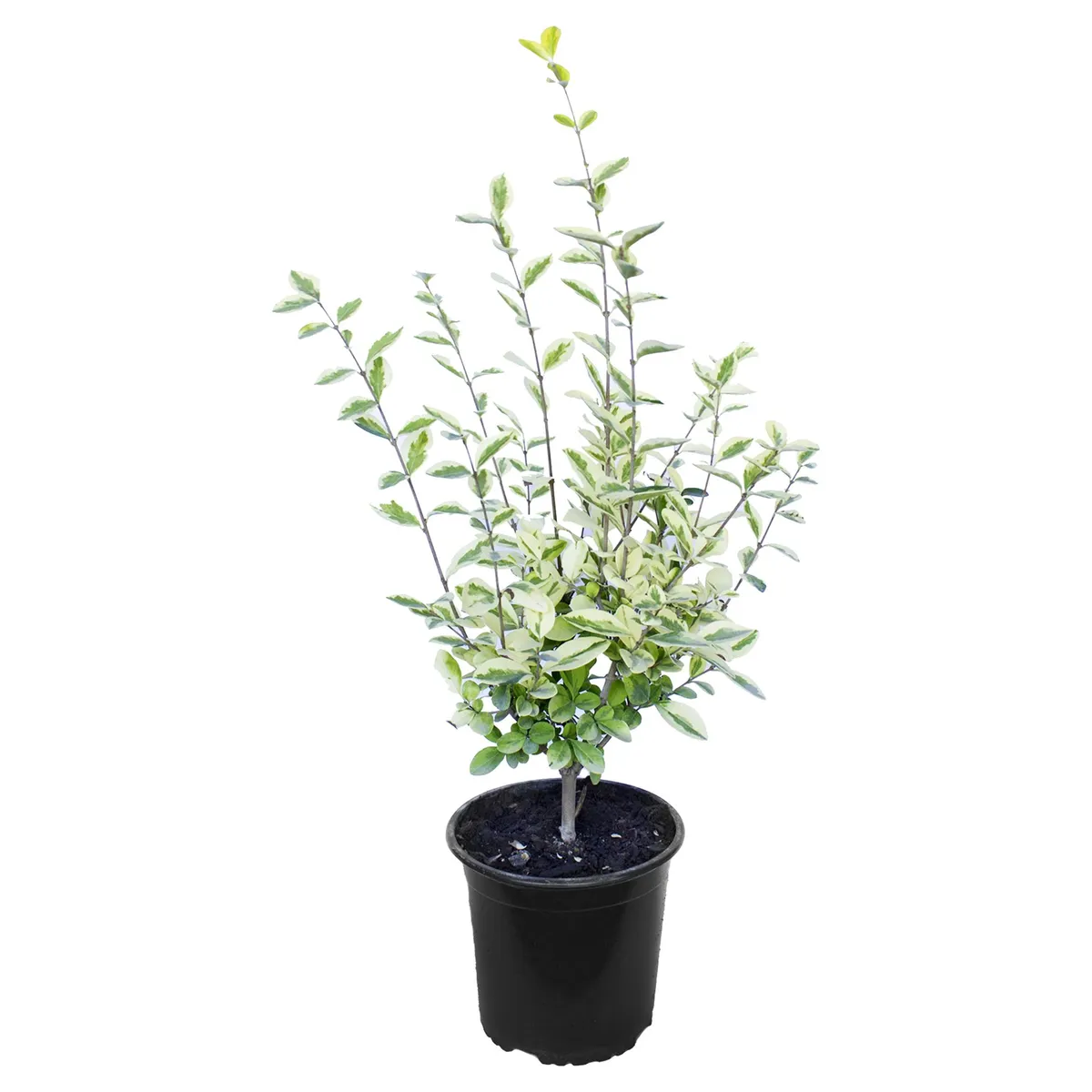 LAS BANDURRIAS - Arbusto Ligustrina Natural 