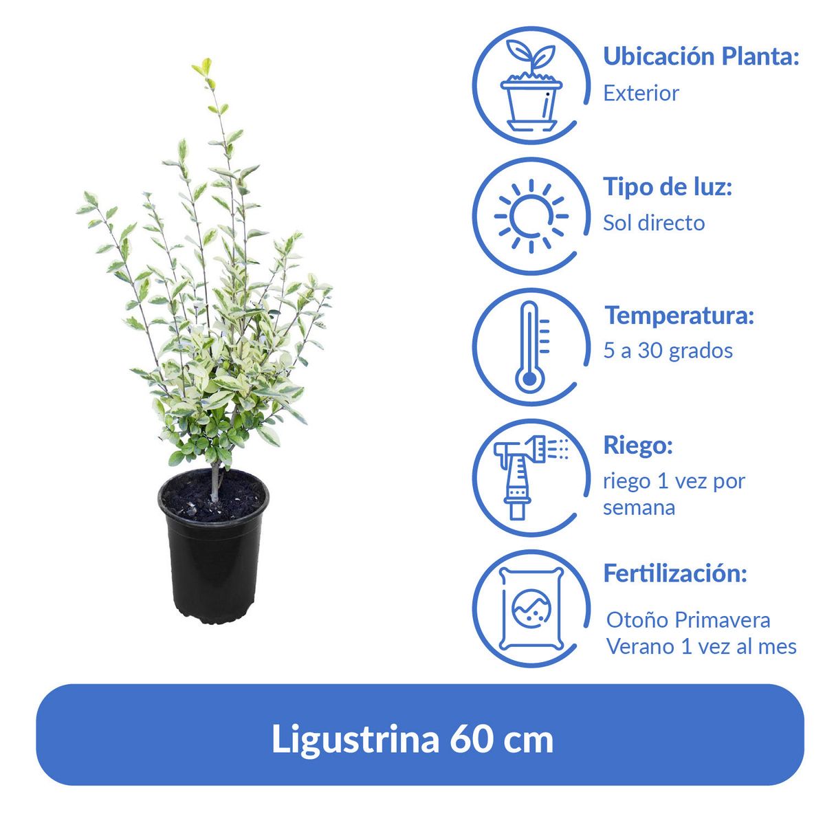 LAS BANDURRIAS - Arbusto Ligustrina Natural 