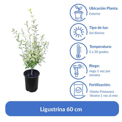 Imagen 2 del producto Arbusto Ligustrina Natural