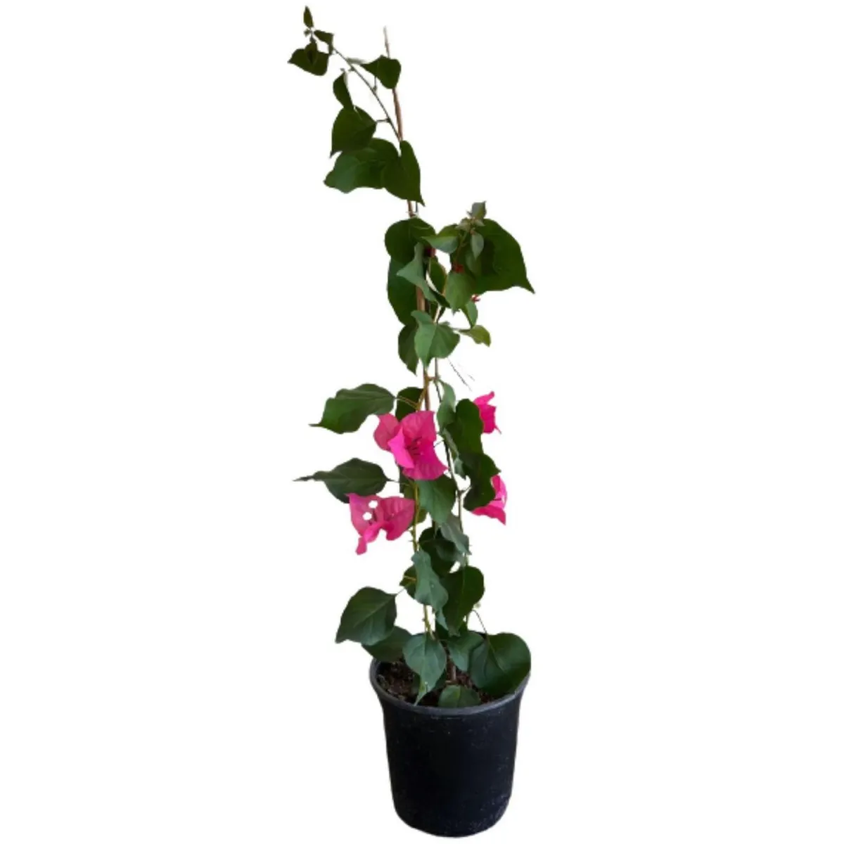 LAS BANDURRIAS - Bougainvillea 60 cm Natural CT19