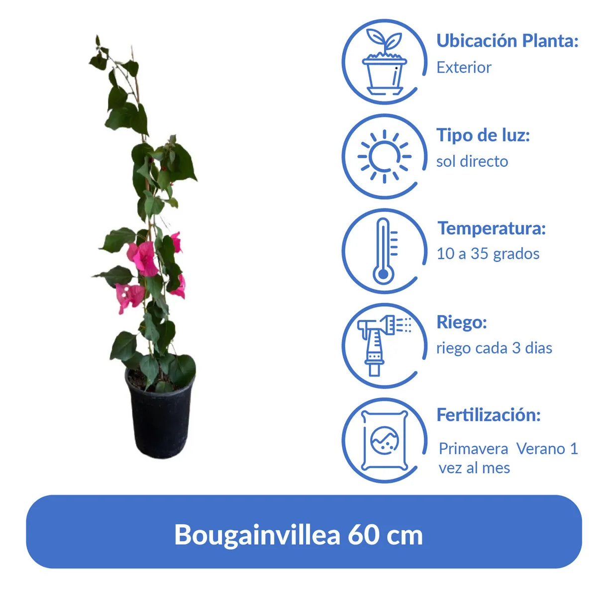 LAS BANDURRIAS - Bougainvillea 60 cm Natural CT19