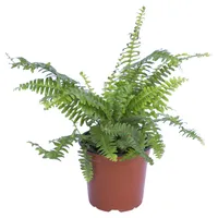 Helecho Deco 20 cm Natural CT14