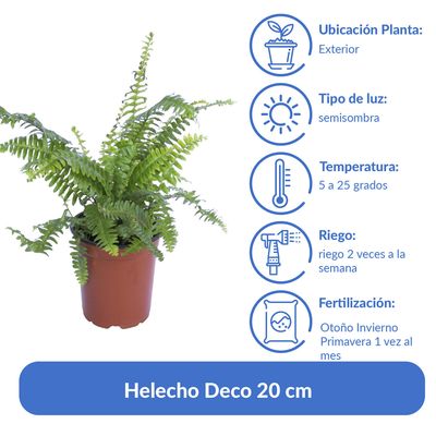 Imagen 2 del producto Helecho Deco 20 cm Natural CT14