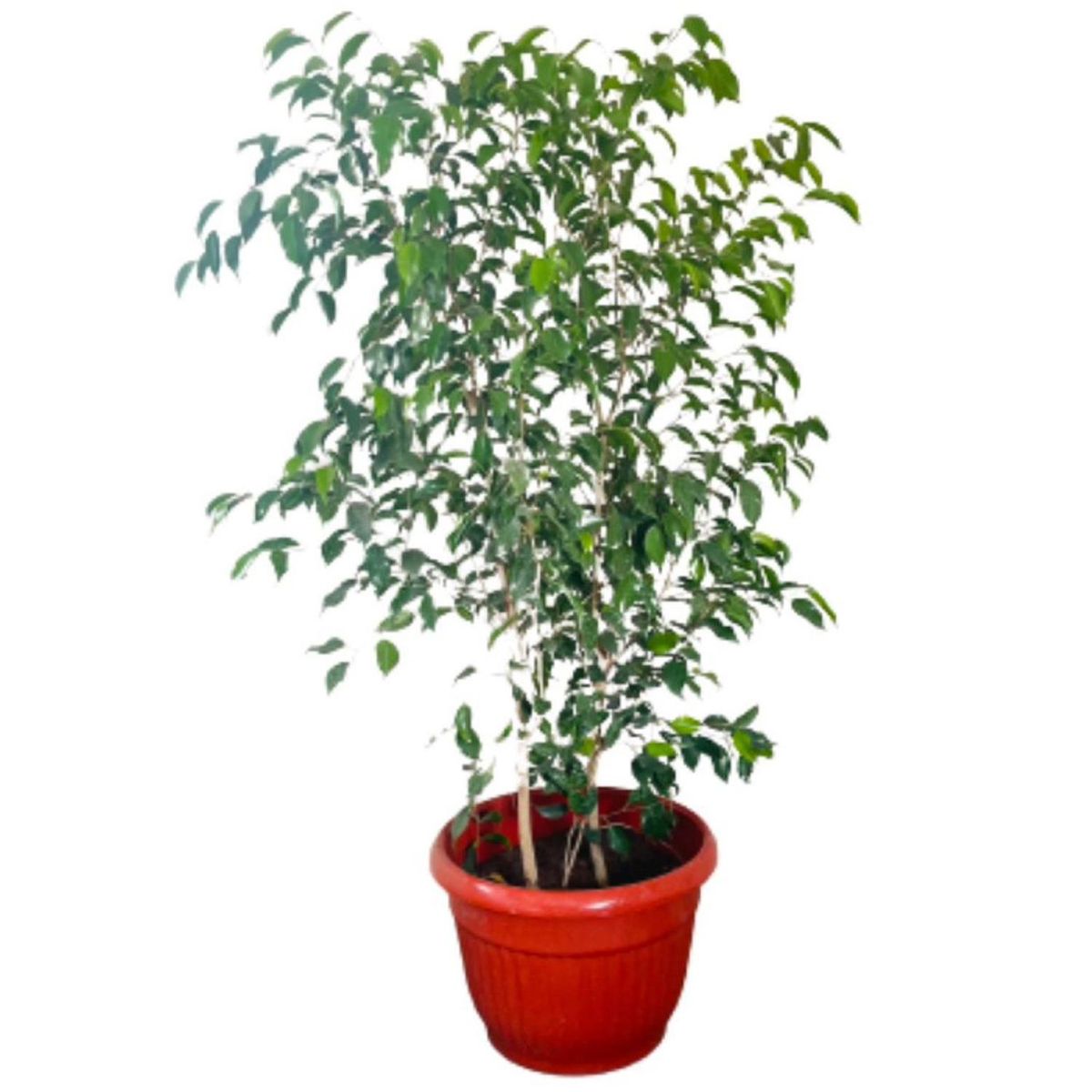 LAS BANDURRIAS - Ficus Benjamina 130 cm Natural CT35