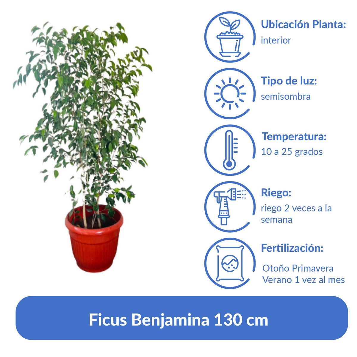 LAS BANDURRIAS - Ficus Benjamina 130 cm Natural CT35