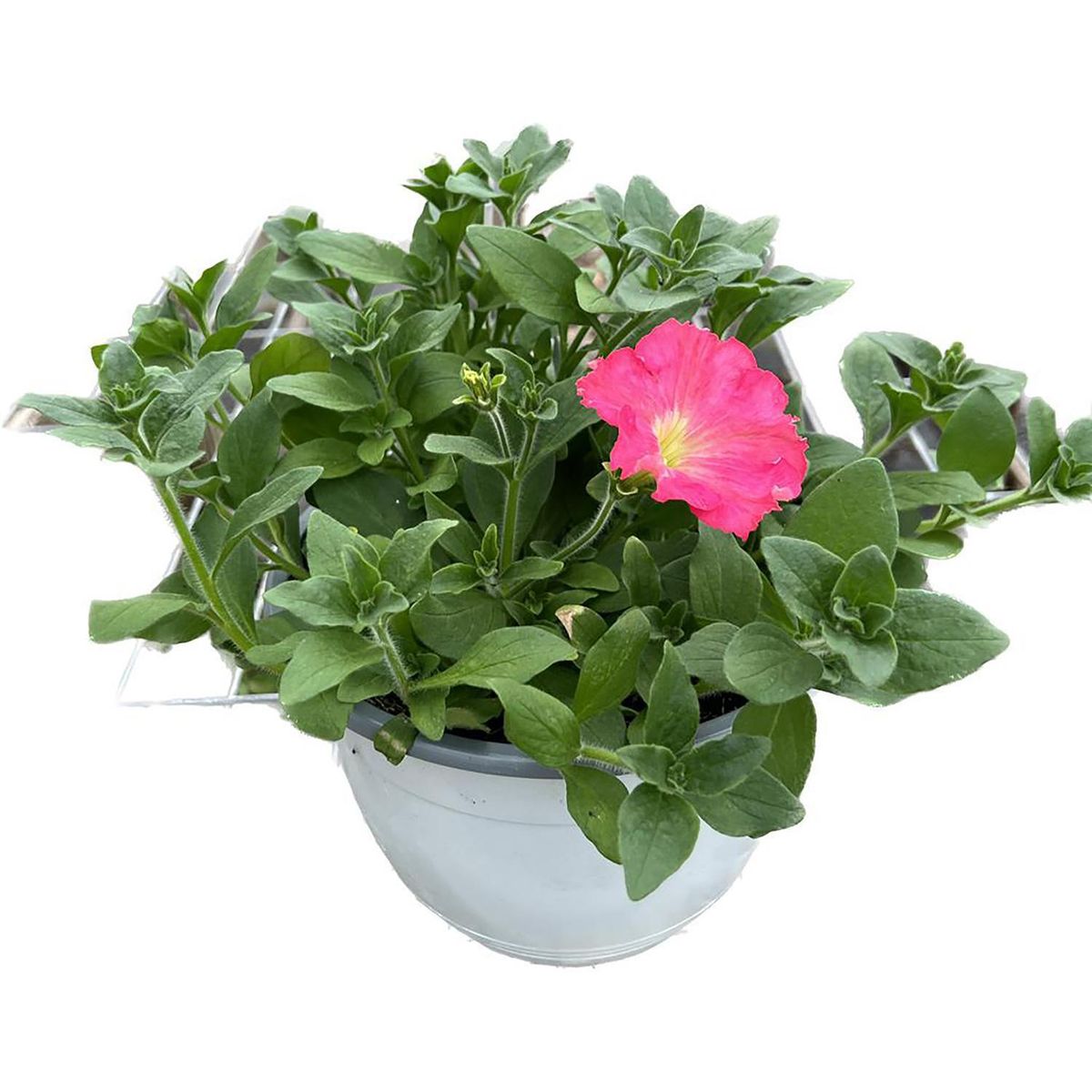 FLORES DE MI TIERRA - Petunia 15 cm Natural CT25