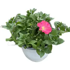 FLORES DE MI TIERRA - Petunia 15 cm Natural CT25