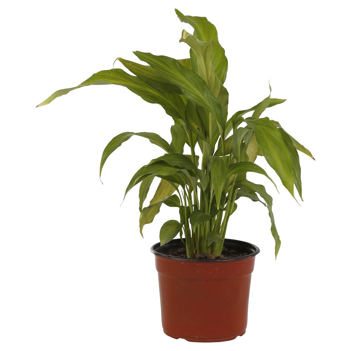 VIVEROS HIJUELAS - Spathiphyllum 20 cm Natural CT14