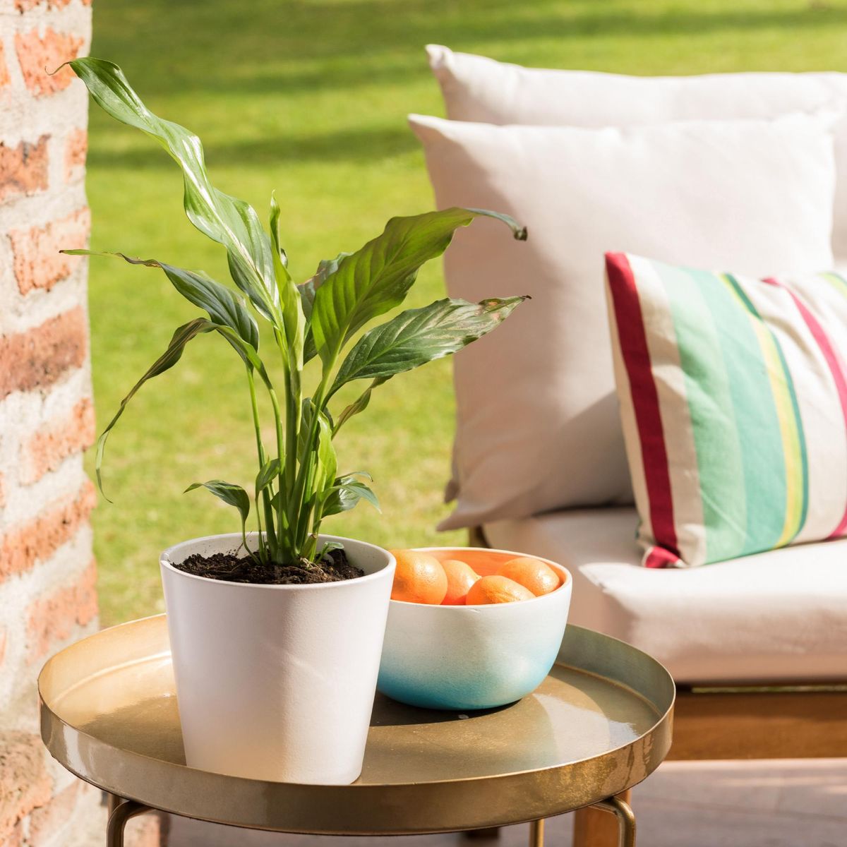 VIVEROS HIJUELAS - Spathiphyllum 20 cm Natural CT14