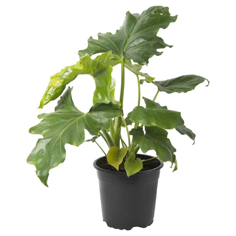 Philodendro Paragua 20 cm Natural CT13