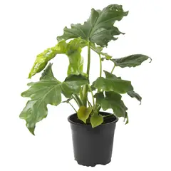 LAS BANDURRIAS - Philodendro Paragua 20 cm Natural CT13
