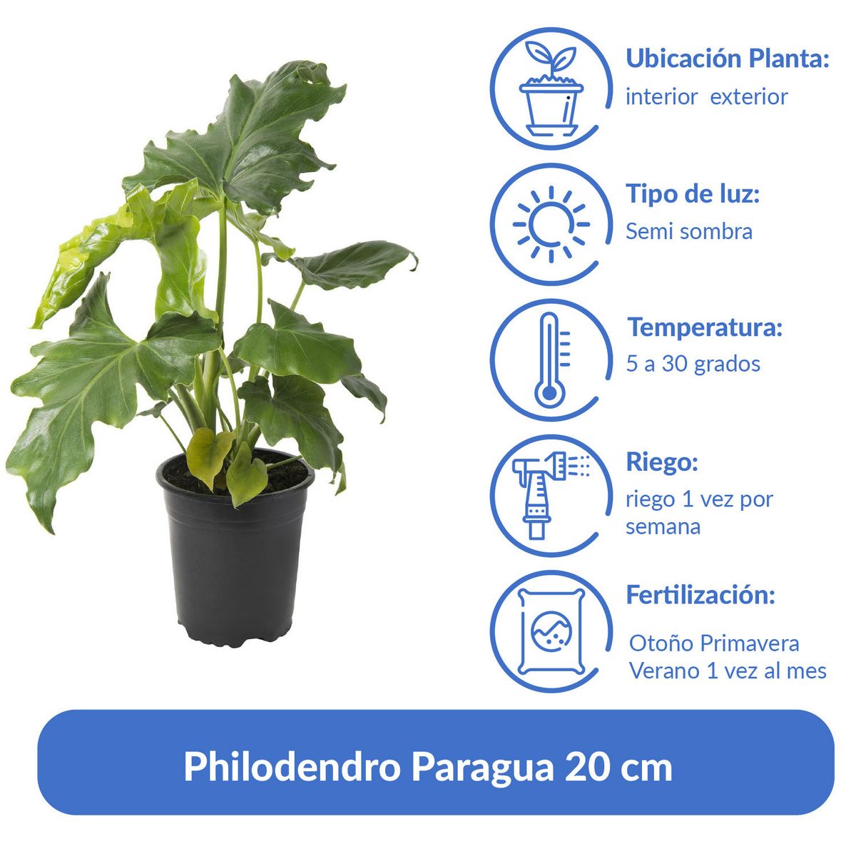 LAS BANDURRIAS - Philodendro Paragua 20 cm Natural CT13